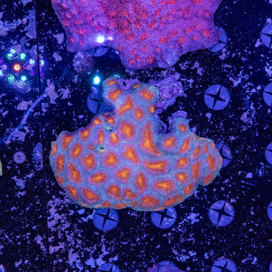 WYSIWYG Acanthastrea Echinata LPS Coral - Aquamarine Aquaristic - 