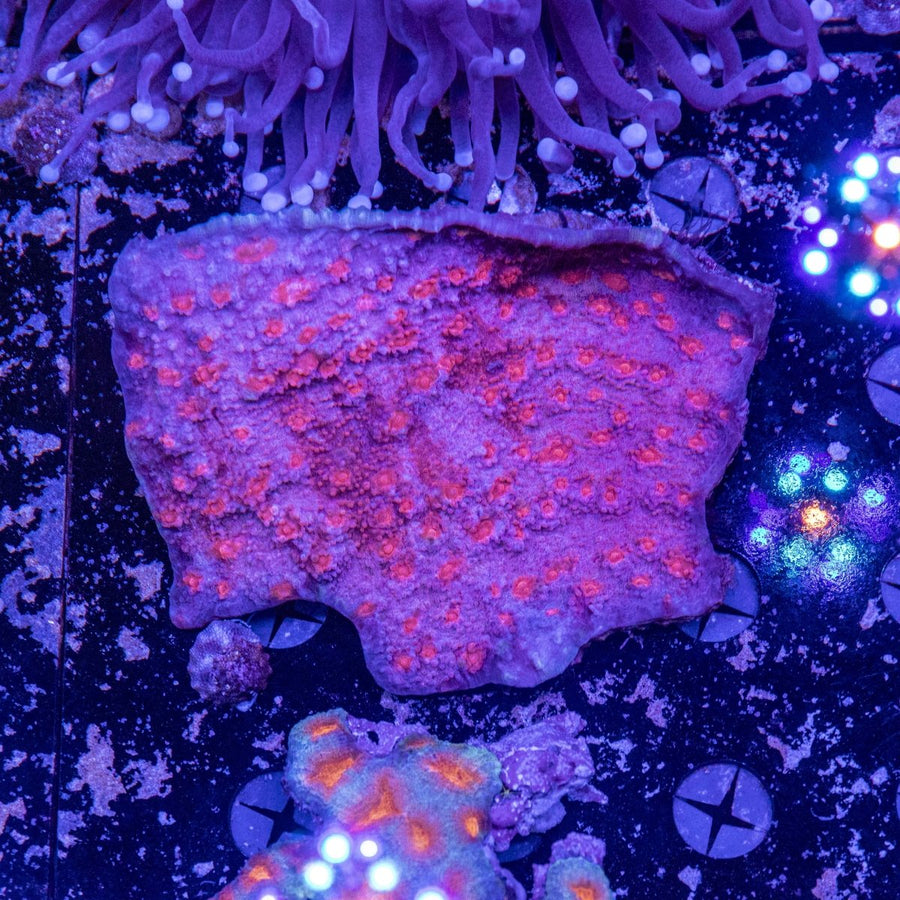 WYSIWYG AMA Blusher Chalice LPS Coral - Aquamarine Aquaristic - 