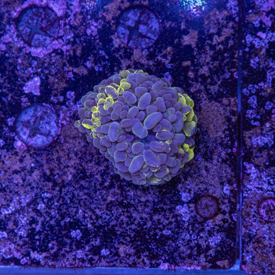 WYSIWYG Aquacultured Bubble Coral LPS Coral - Aquamarine Aquaristic - 