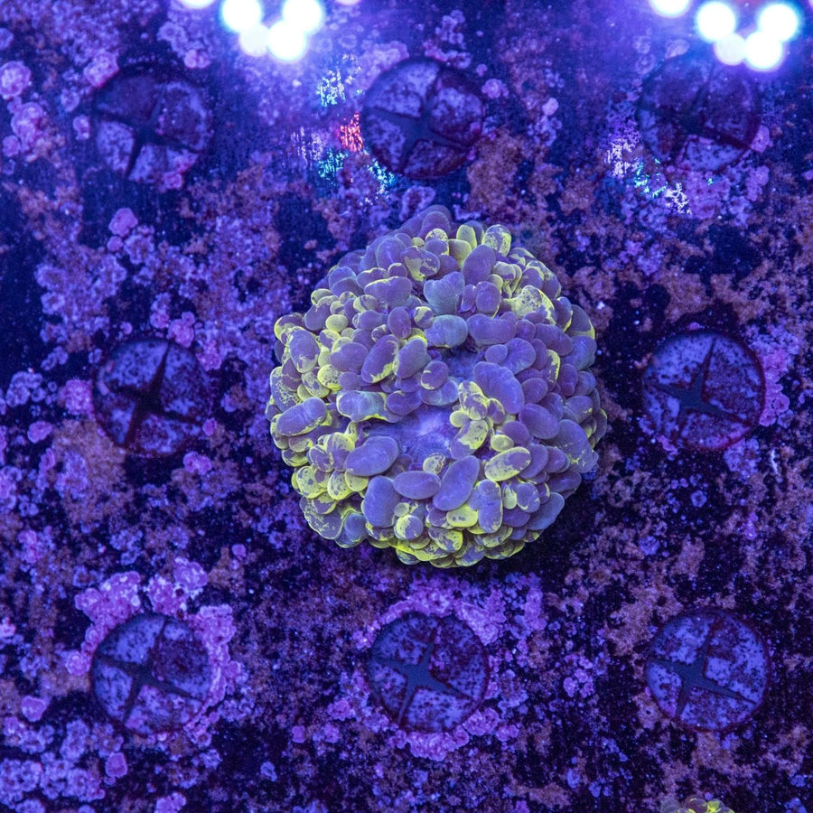 WYSIWYG Aquacultured Bubble Coral LPS Coral - Aquamarine Aquaristic - 