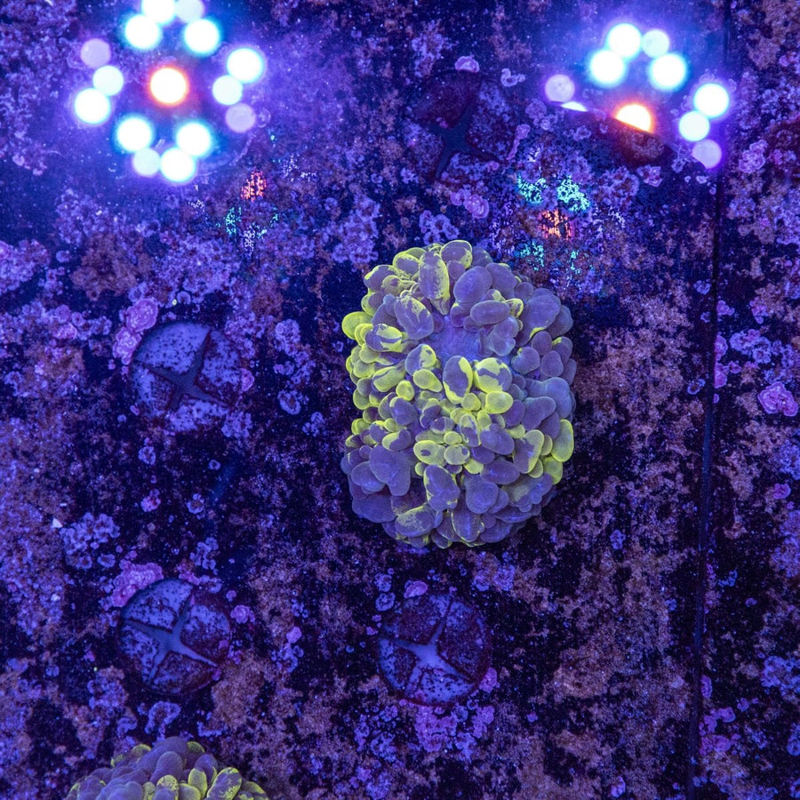 WYSIWYG Aquacultured Bubble Coral LPS Coral - Aquamarine Aquaristic - 