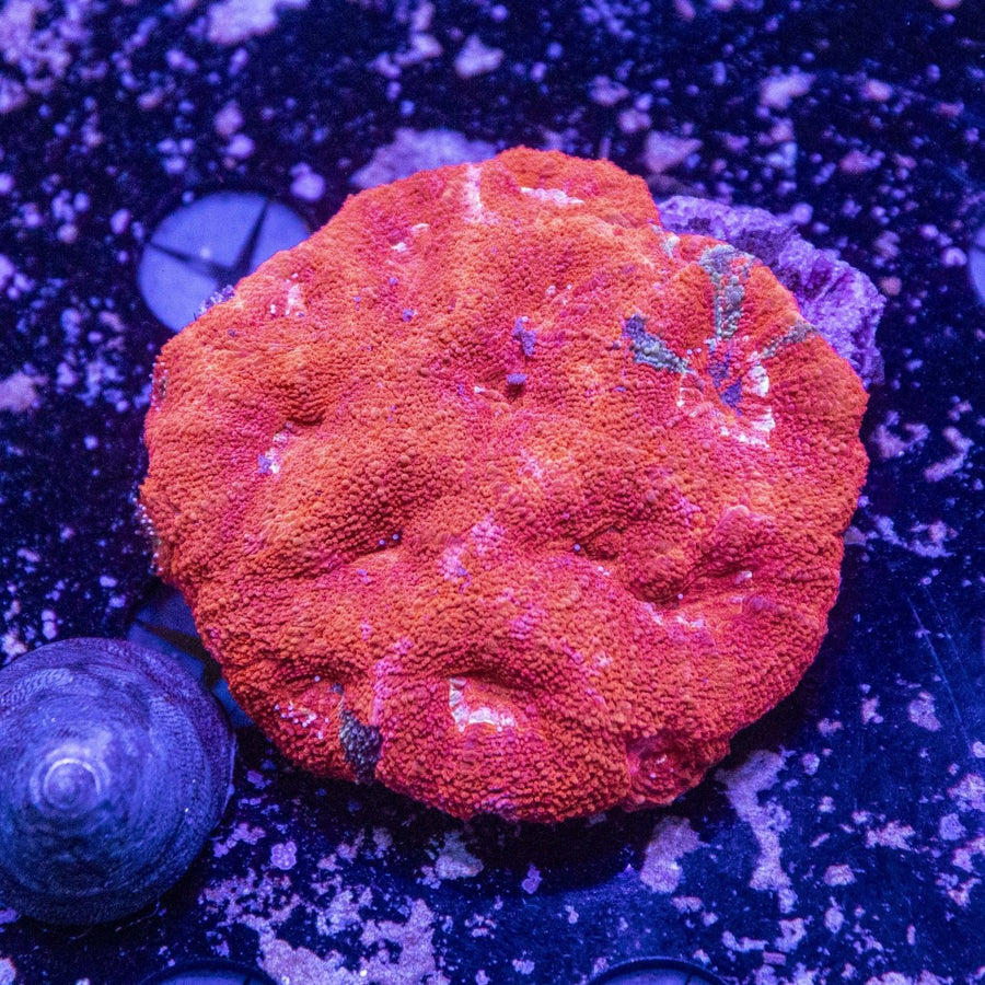 WYSIWYG Bowerbanki LPS Coral - Aquamarine Aquaristic -