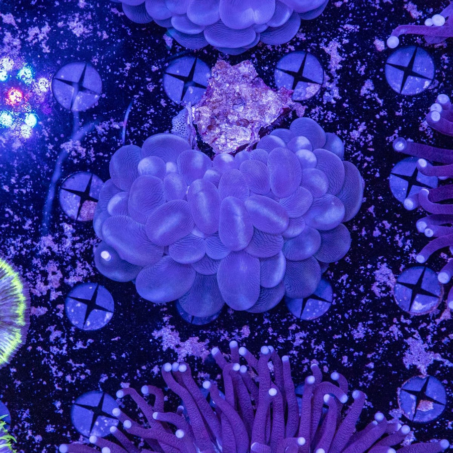 WYSIWYG Bubble Coral LPS Coral - Aquamarine Aquaristic - 