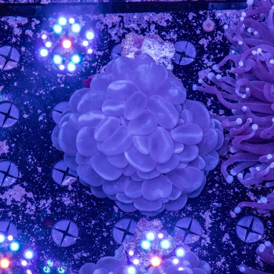 WYSIWYG Bubble Coral LPS Coral - Aquamarine Aquaristic - 