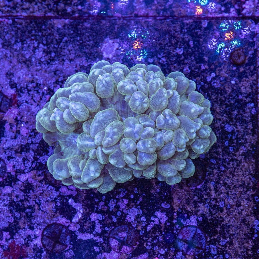 WYSIWYG Bubble Coral LPS Coral - Aquamarine Aquaristic - 