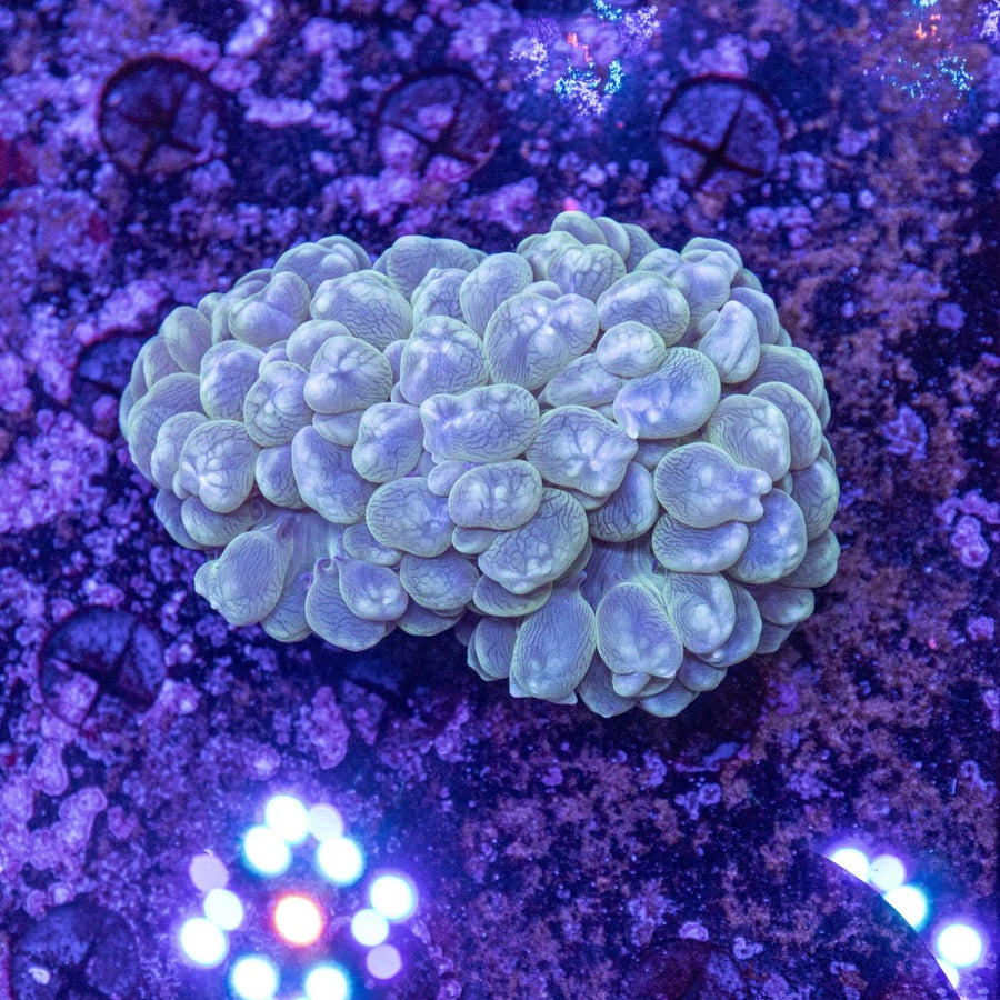WYSIWYG Bubble Coral LPS Coral - Aquamarine Aquaristic - 