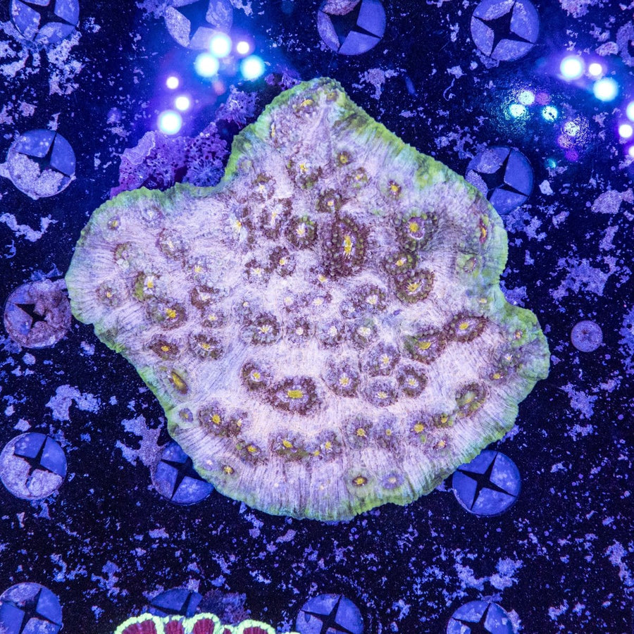 WYSIWYG Chalice LPS Coral - Aquamarine Aquaristic - 