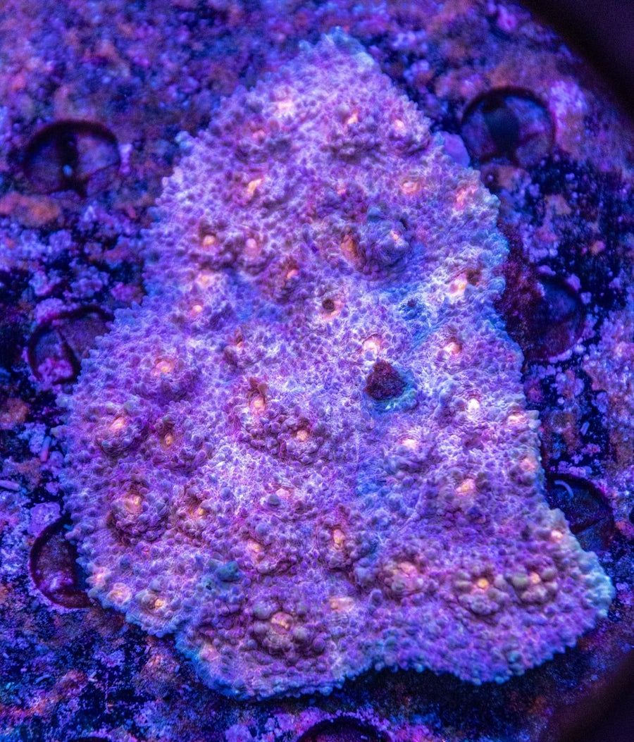 WYSIWYG Chalice LPS Coral - Aquamarine Aquaristic -