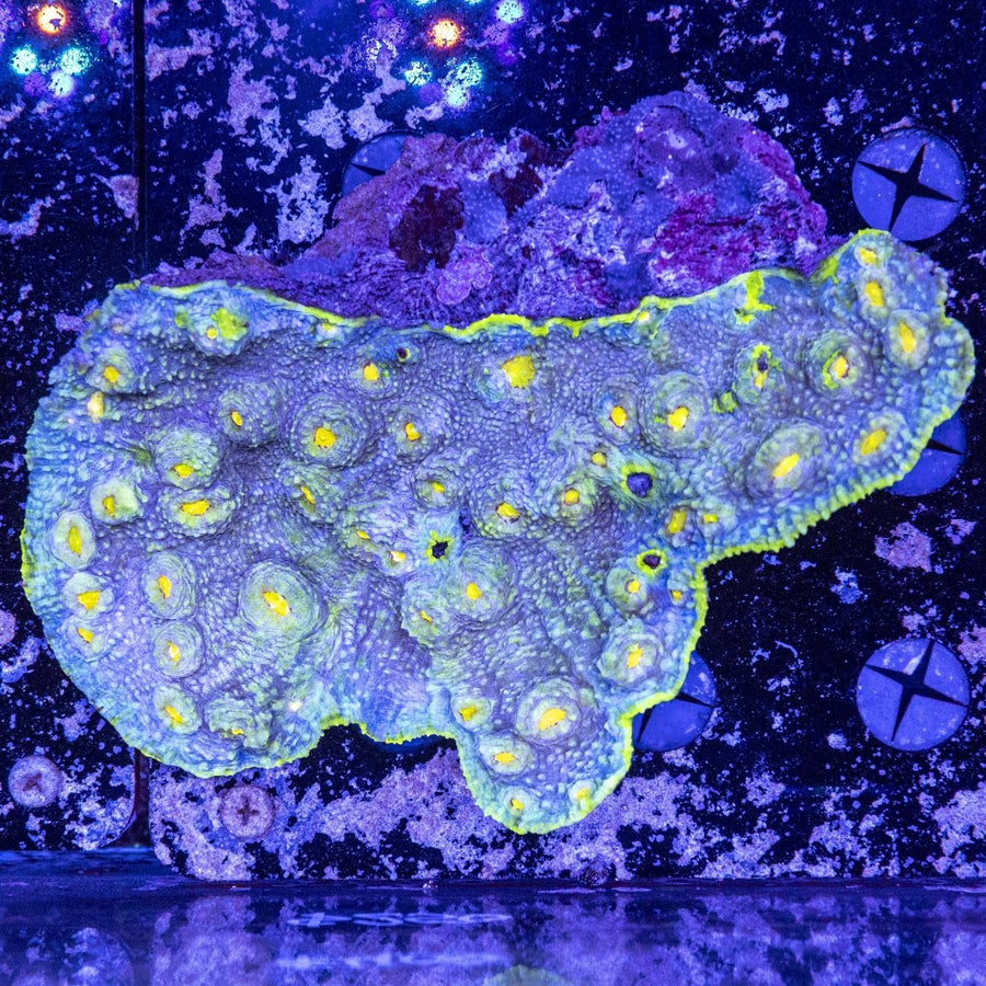 WYSIWYG Chalice LPS Coral - Aquamarine Aquaristic - 