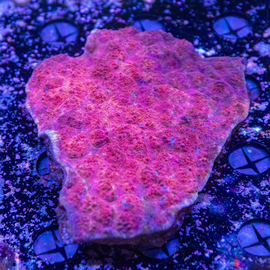 WYSIWYG Chalice LPS Coral - Aquamarine Aquaristic -