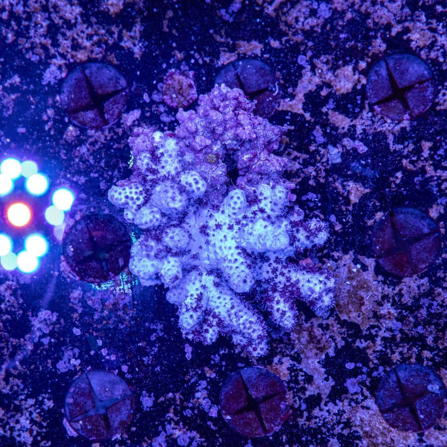 WYSIWYG Cookies And Cream Soft Coral - Aquamarine Aquaristic - 