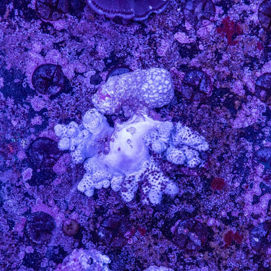 WYSIWYG Cookies and cream Soft Coral - Aquamarine Aquaristic - 