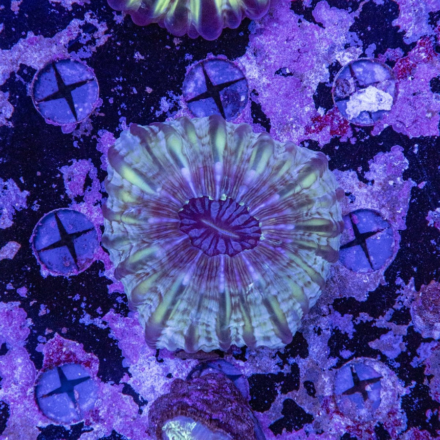 WYSIWYG Cynarina LPS Coral - Aquamarine Aquaristic - 