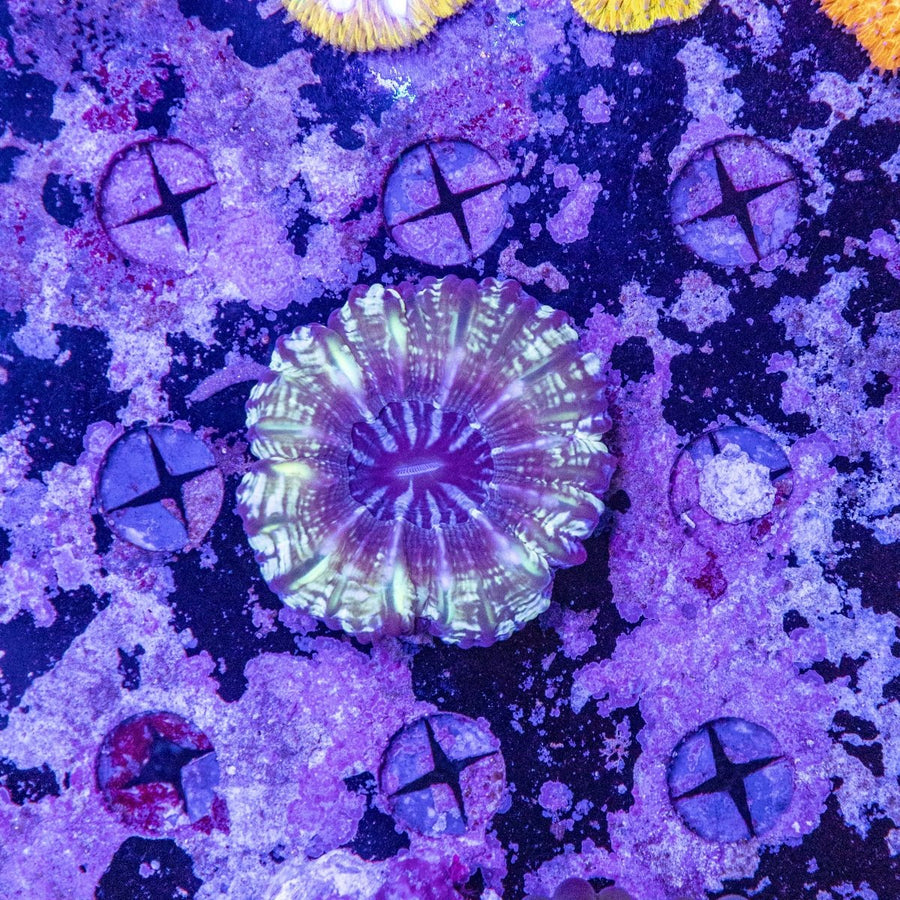 WYSIWYG Cynarina LPS Coral - Aquamarine Aquaristic - 