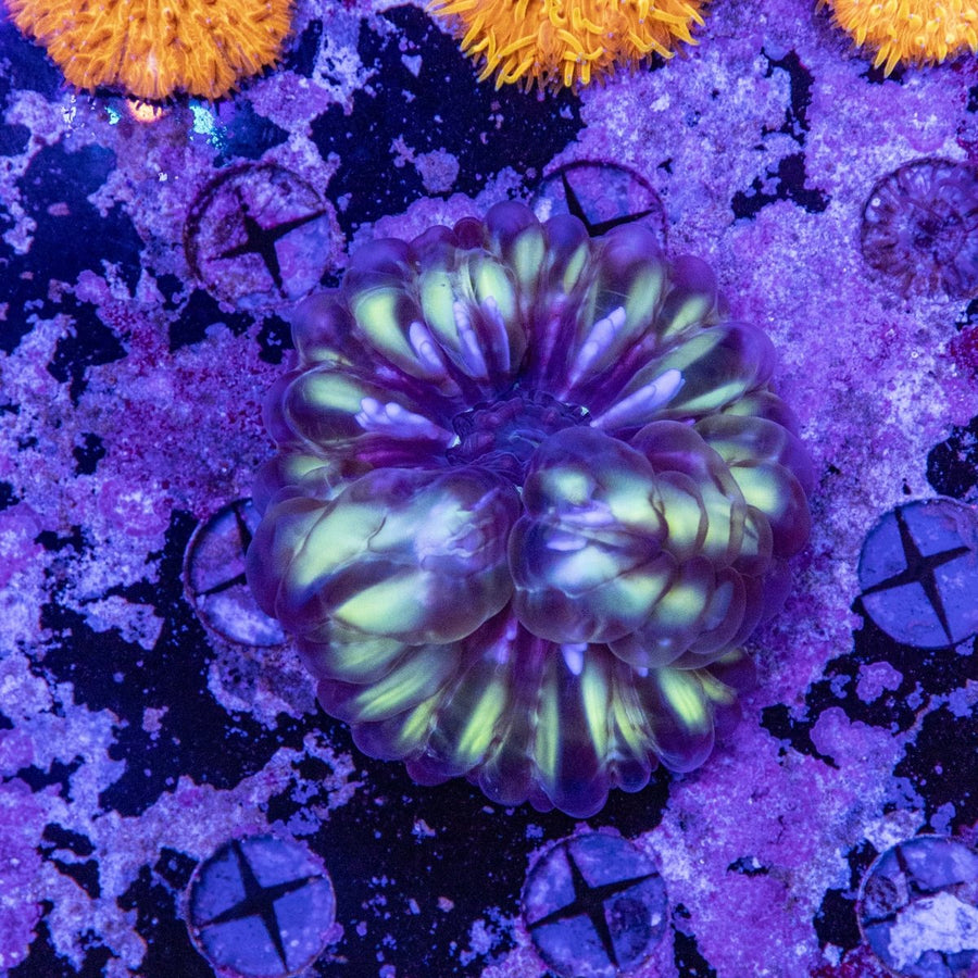 WYSIWYG Cynarina LPS Coral - Aquamarine Aquaristic - 