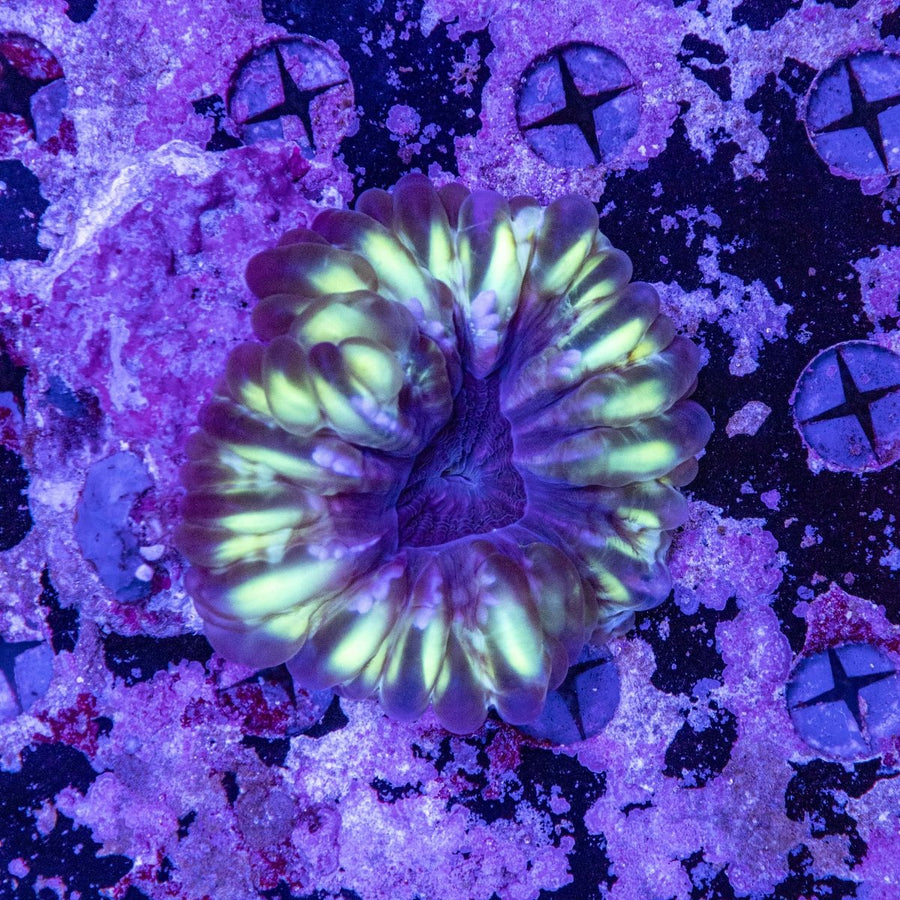 WYSIWYG Cynarina LPS Coral - Aquamarine Aquaristic - 