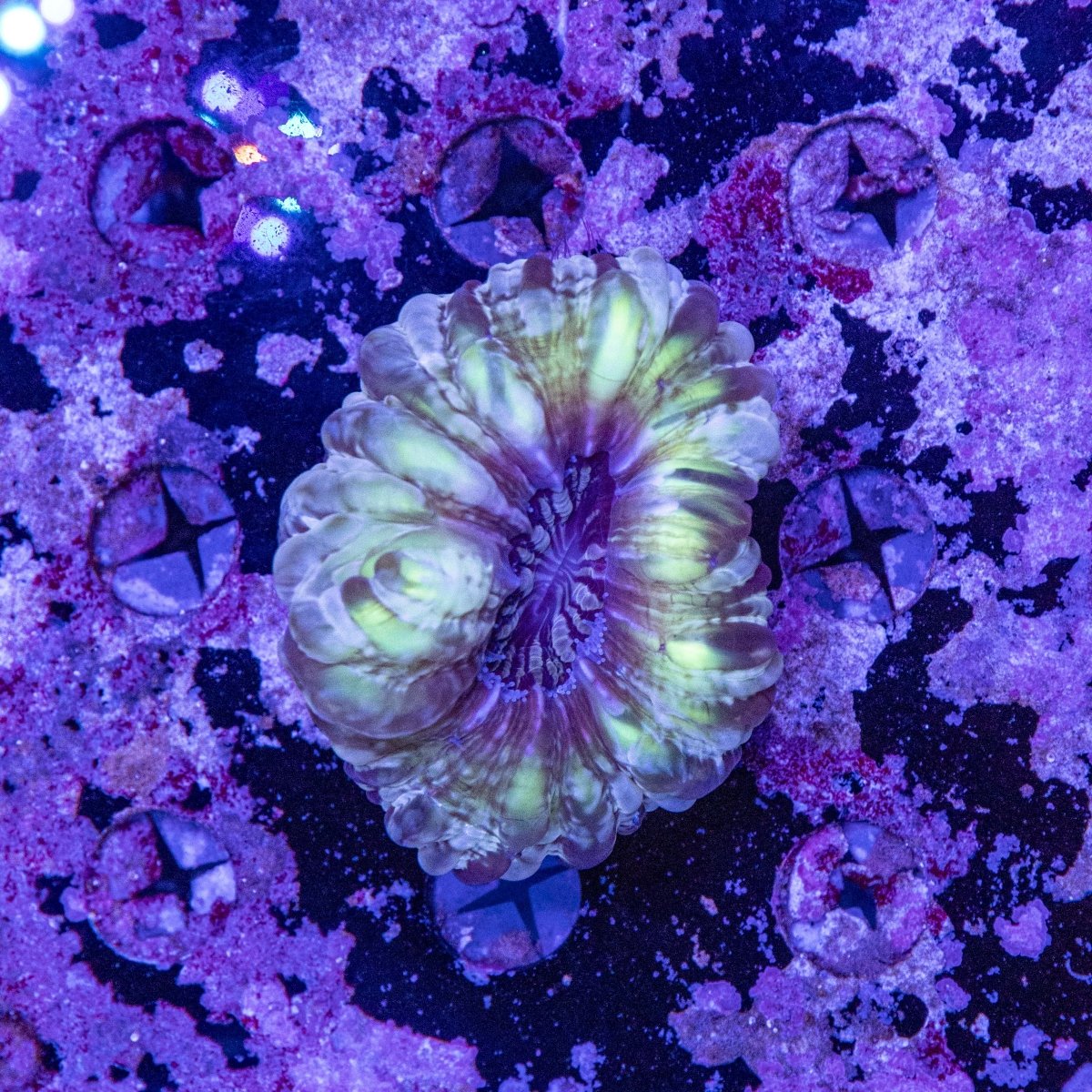 WYSIWYG Cynarina LPS Coral