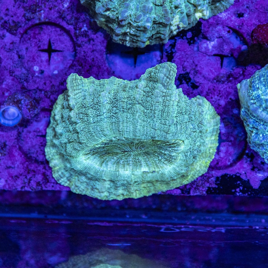 WYSIWYG Desh LPS Coral - Buy Now In Australia 1