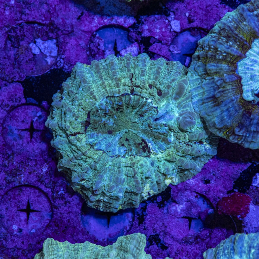 WYSIWYG Desh LPS Coral - Buy Now In Australia 2