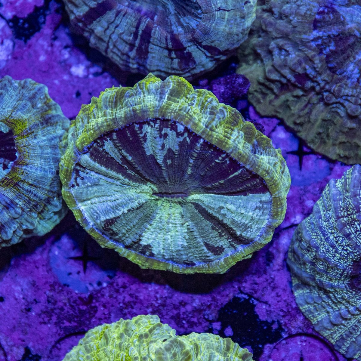 WYSIWYG Desh LPS Coral 3