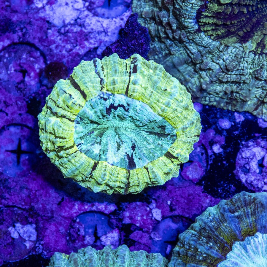 WYSIWYG Desh LPS Coral - Aquamarine Aquaristic - 