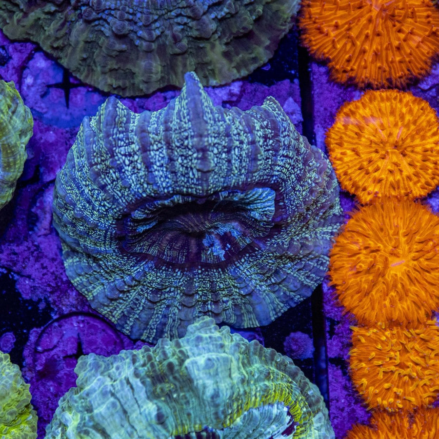 WYSIWYG Desh LPS Coral - Aquamarine Aquaristic - 