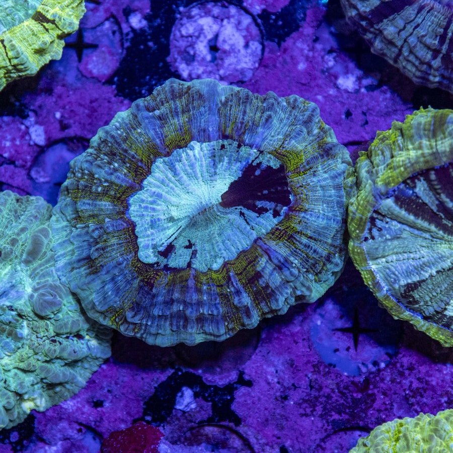 WYSIWYG Desh LPS Coral - Aquamarine Aquaristic - 