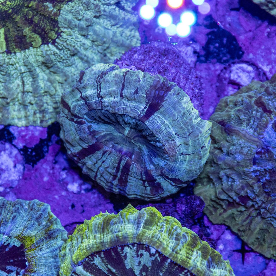 WYSIWYG Desh LPS Coral - Aquamarine Aquaristic - 