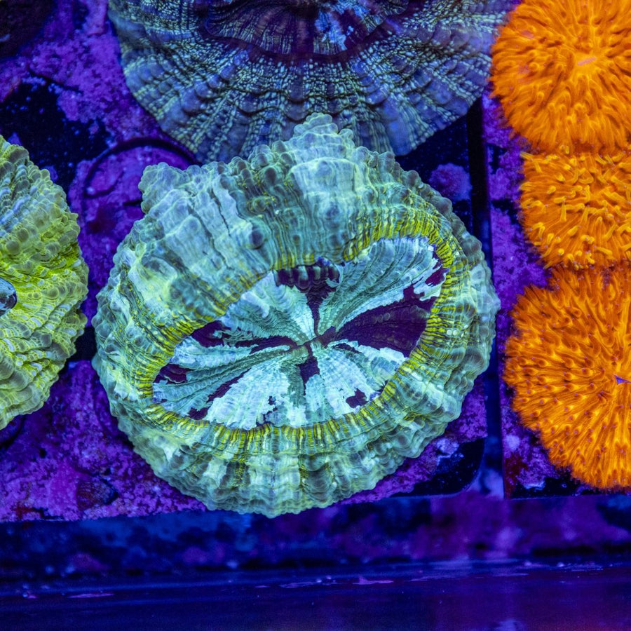 WYSIWYG Desh LPS Coral - Aquamarine Aquaristic - 