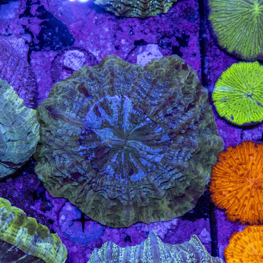 WYSIWYG Desh LPS Coral - Aquamarine Aquaristic - 