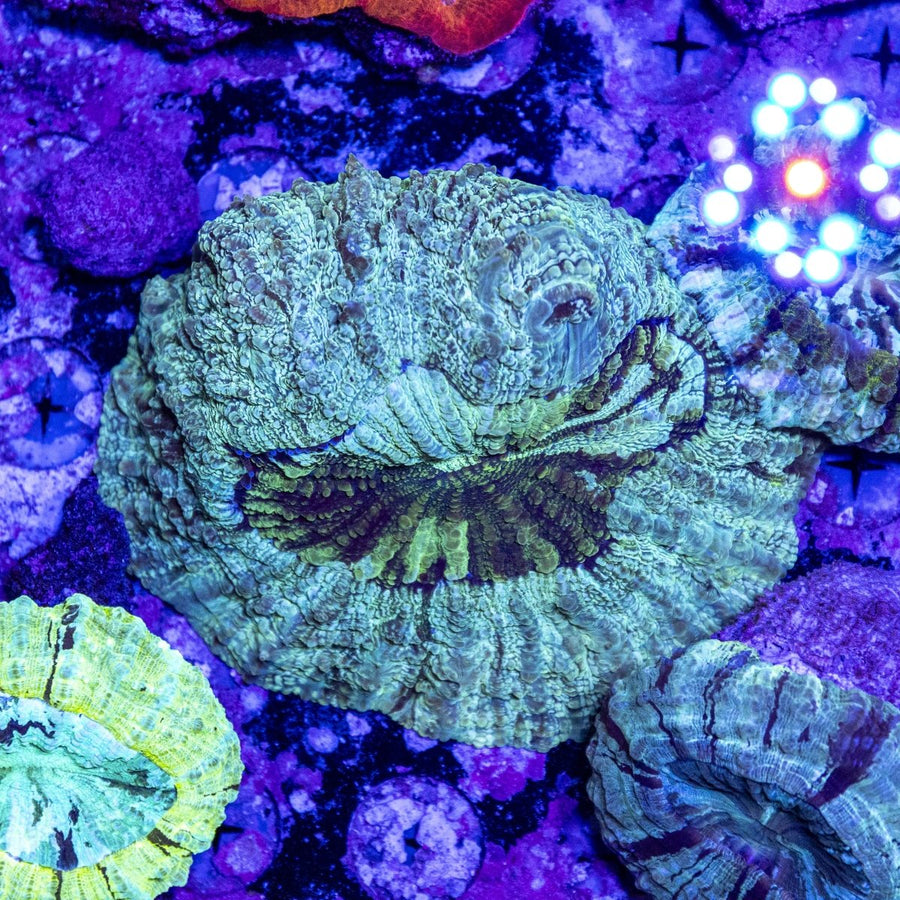 WYSIWYG Desh LPS Coral - Aquamarine Aquaristic - 