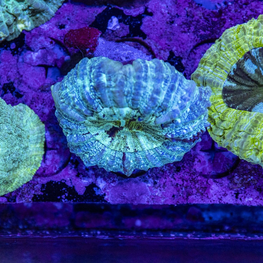 WYSIWYG Desh LPS Coral - Aquamarine Aquaristic - 