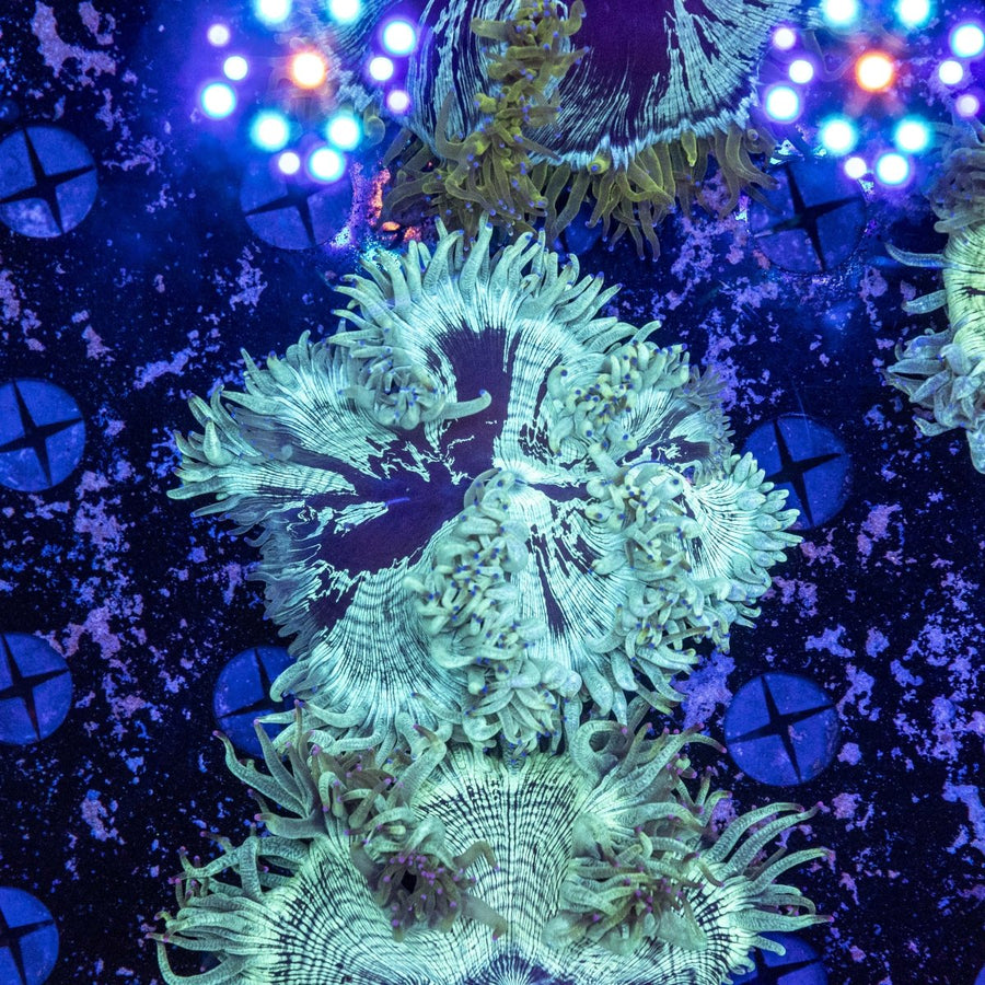 WYSIWYG Elegance LPS Coral displaying vibrant fluorescent colours and intricate corallite patterns in a reef aquarium.