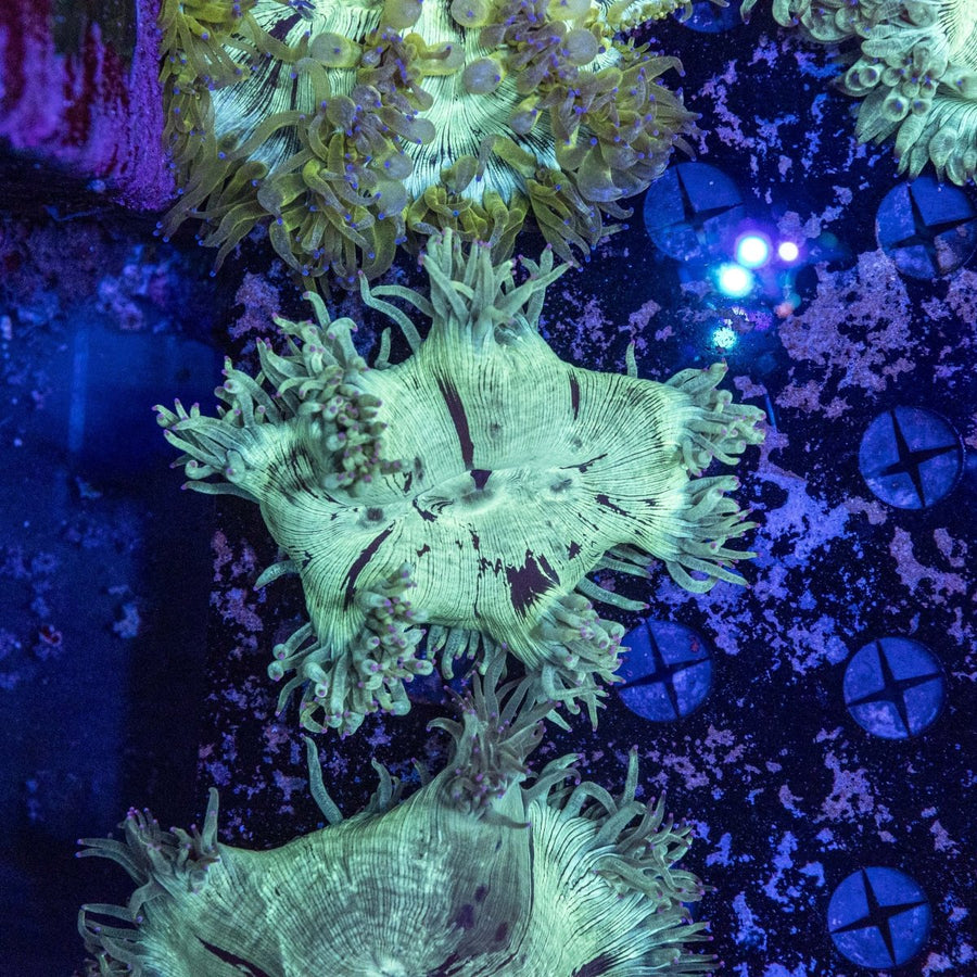 WYSIWYG Elegance LPS Coral - Vibrant Marine Aquarium Coral 3