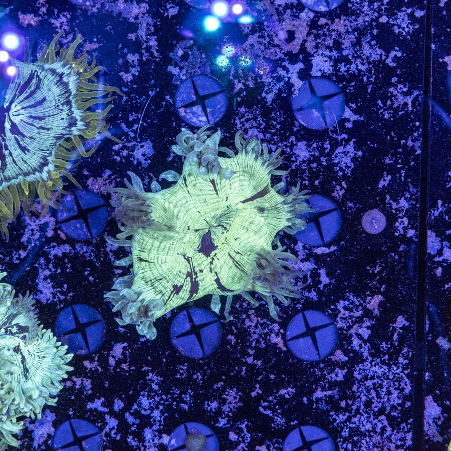 WYSIWYG Elegance LPS Coral - Aquamarine Aquaristic - 