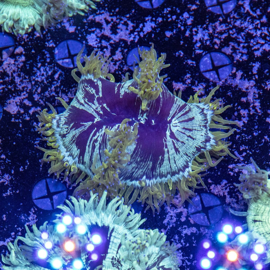 WYSIWYG Elegance LPS Coral - Aquamarine Aquaristic - 