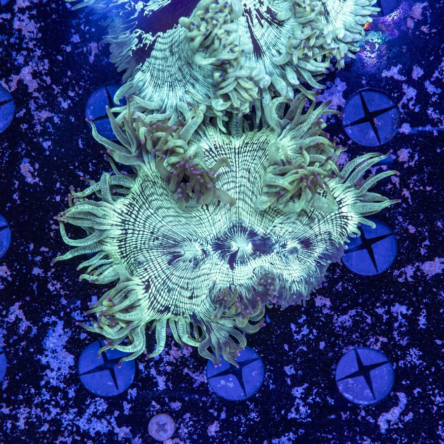 WYSIWYG Elegance LPS Coral - Aquamarine Aquaristic - 