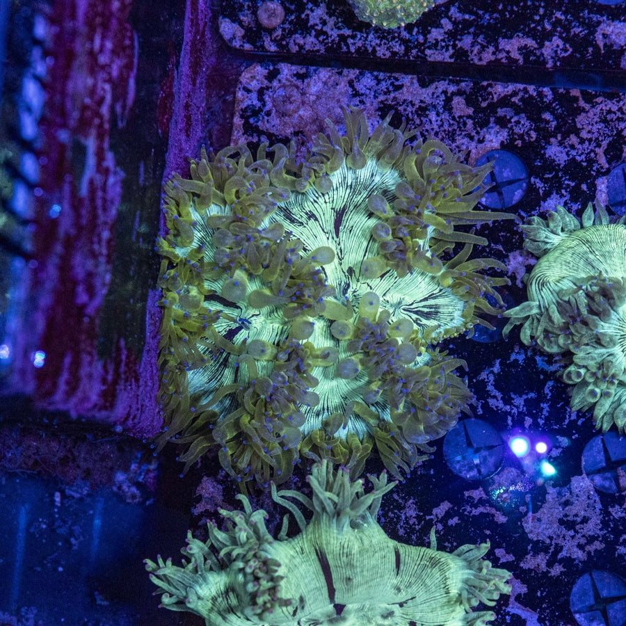 WYSIWYG Elegance LPS Coral - Aquamarine Aquaristic - 