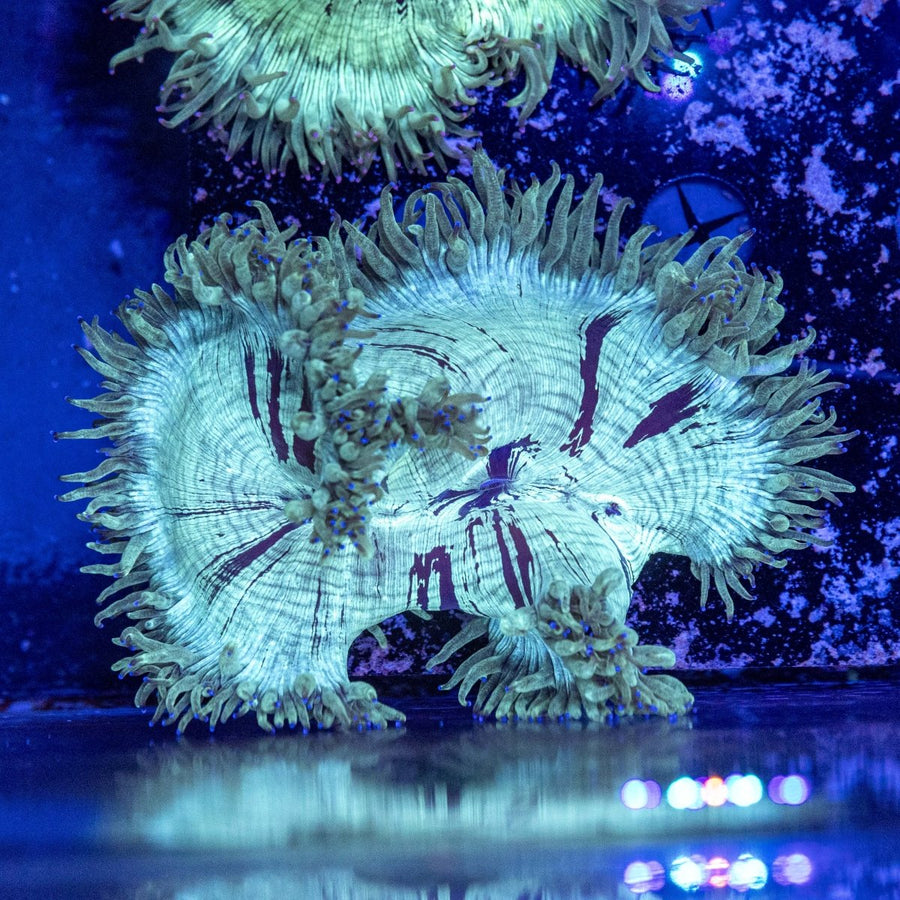 WYSIWYG Elegance LPS Coral - Aquamarine Aquaristic - 