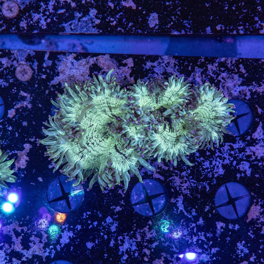 WYSIWYG Elegance LPS Coral - Aquamarine Aquaristic - 