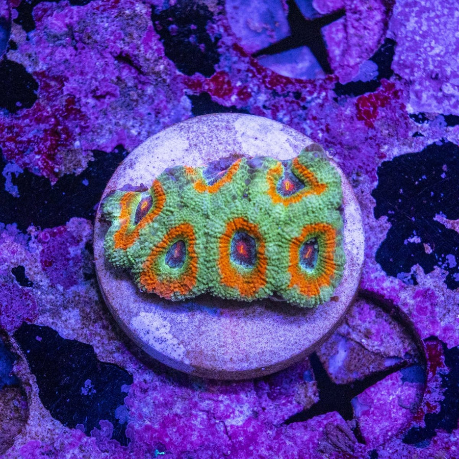 WYSIWYG Ember Crown Acanthastrea Micromussa LPS Coral - Aquamarine Aquaristic - 