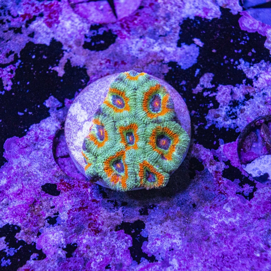 WYSIWYG Ember Crown Acanthastrea Micromussa LPS Coral - Aquamarine Aquaristic - 