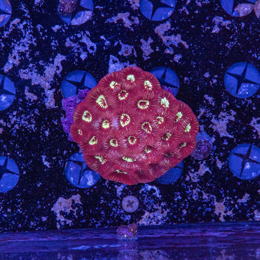 WYSIWYG Favia LPS Coral 2