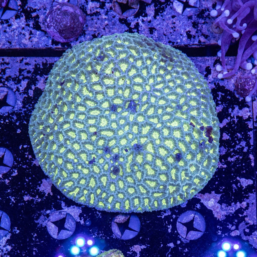 WYSIWYG Favia LPS Coral - Aquamarine Aquaristic - 
