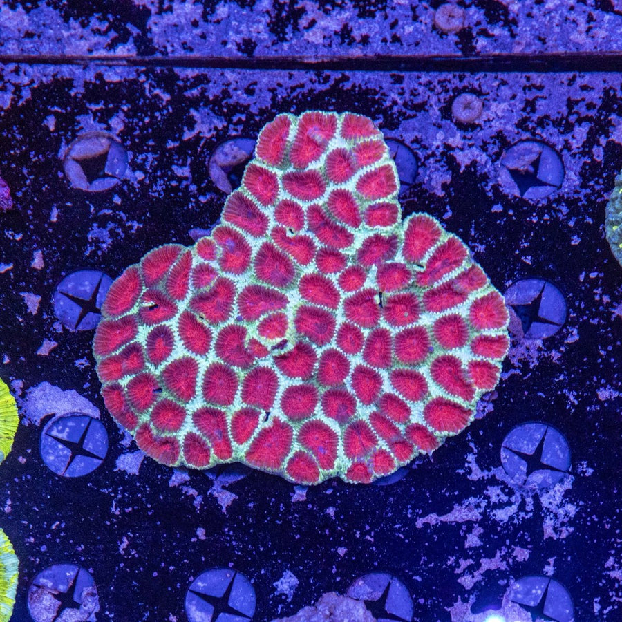 WYSIWYG Favia LPS Coral - Aquamarine Aquaristic - 