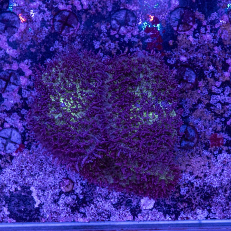 WYSIWYG Fluffy Mushroom Soft Coral - Aquamarine Aquaristic - 