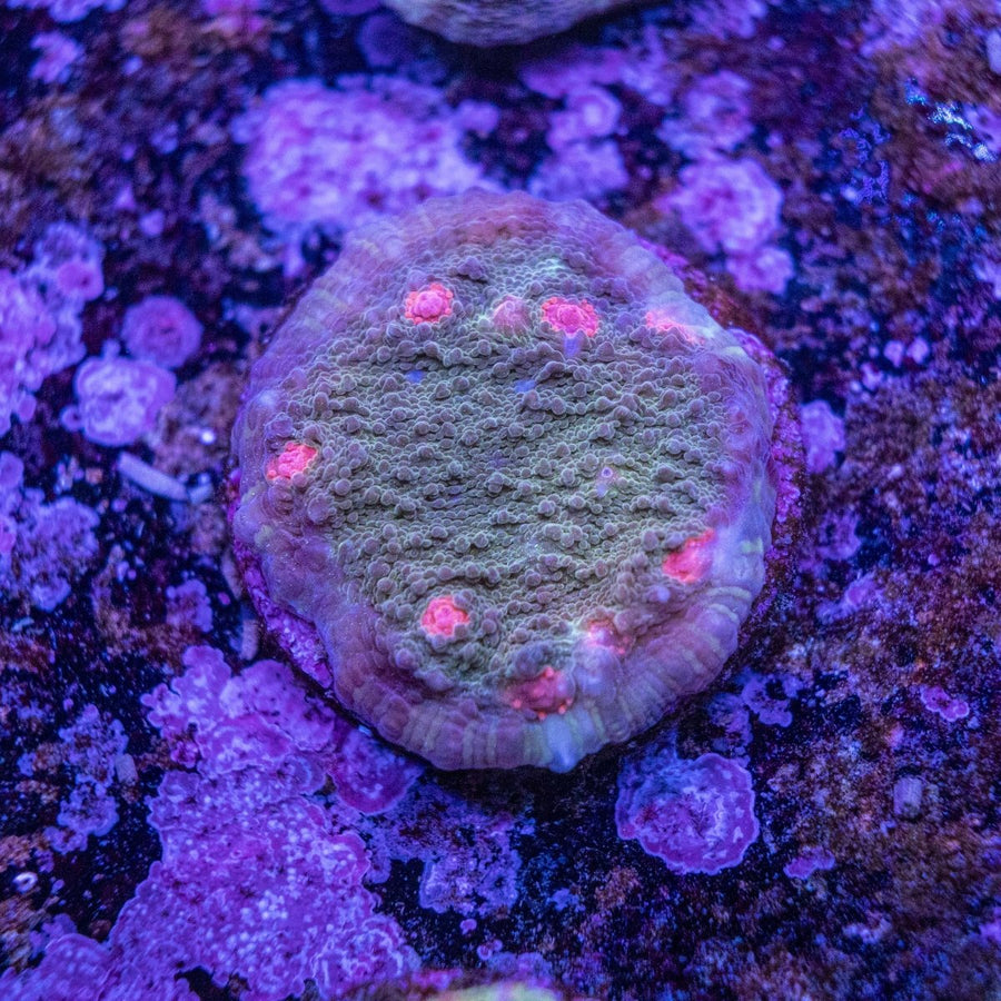 WYSIWYG Frag A05 - Aquamarine Aquaristic -