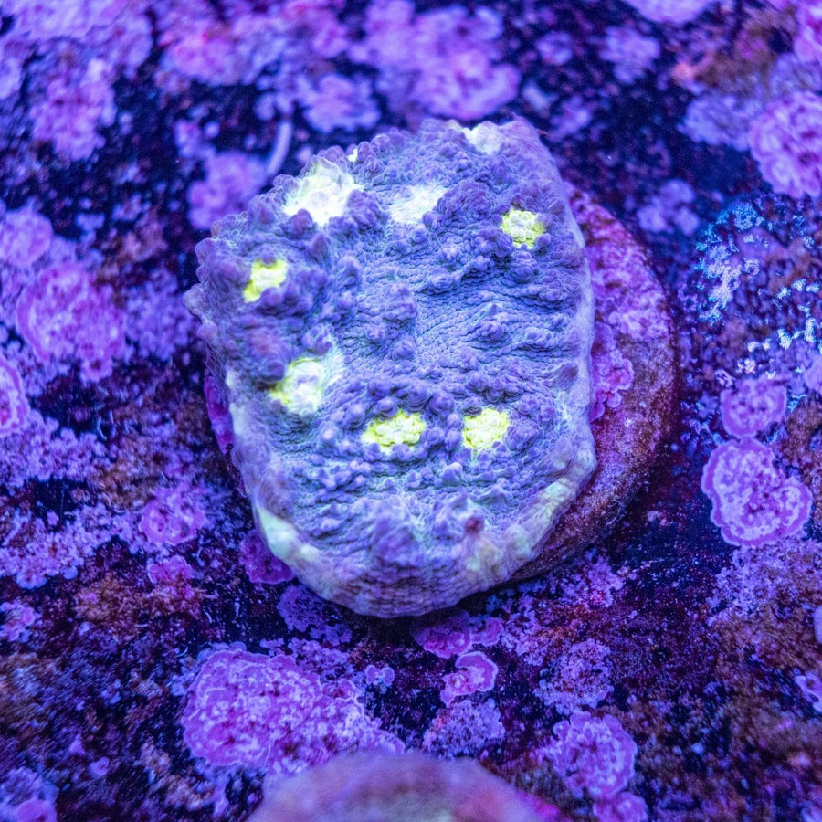 WYSIWYG Frag A06 - Aquamarine Aquaristic -