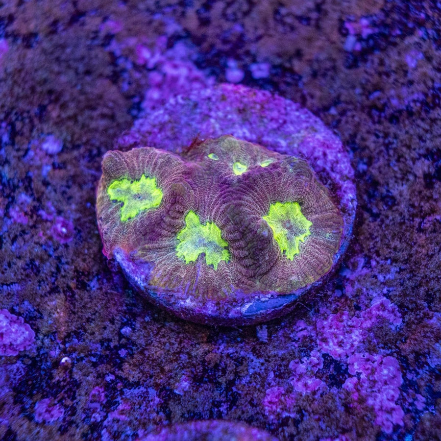 WYSIWYG Frag A10 - Aquamarine Aquaristic -