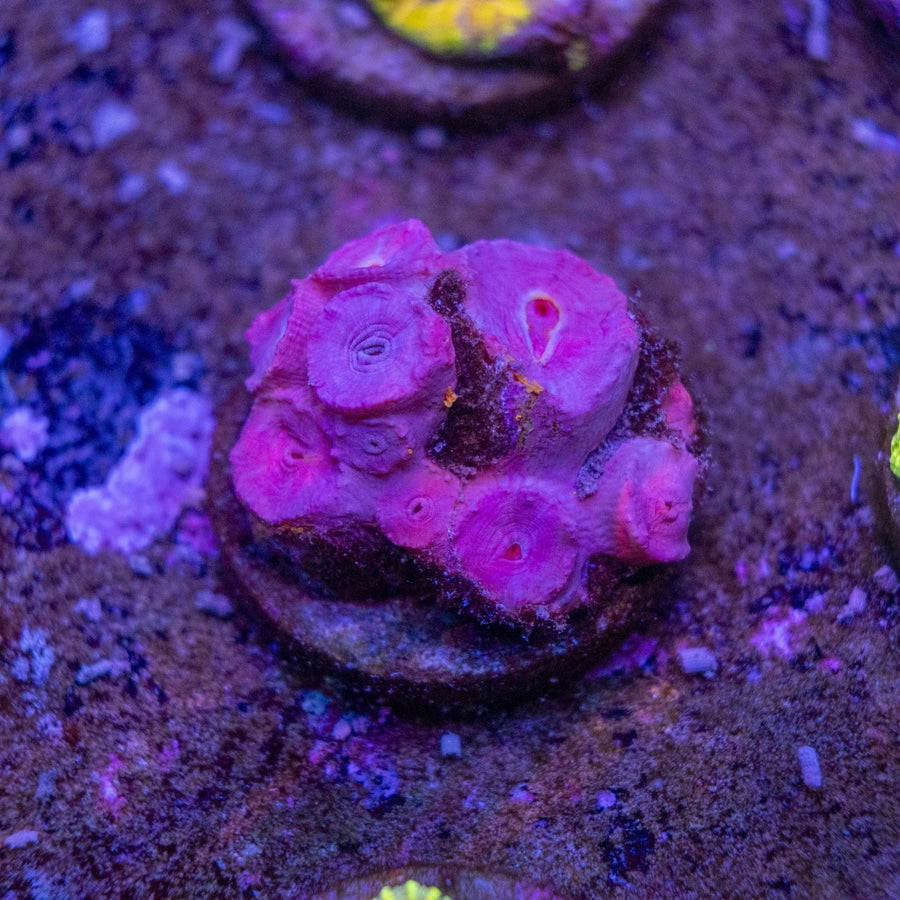 WYSIWYG Frag A12 - Aquamarine Aquaristic -